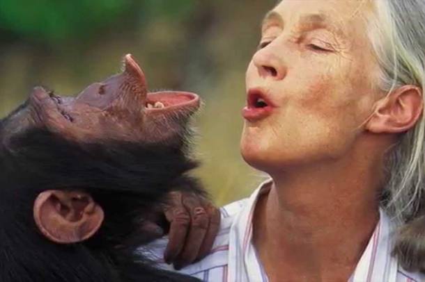 Jane Goodall nevet adott minden csimpánznak és rájött, hogy sok szempontból hasonlítanak ránk.
Forrás: www.youtube.com