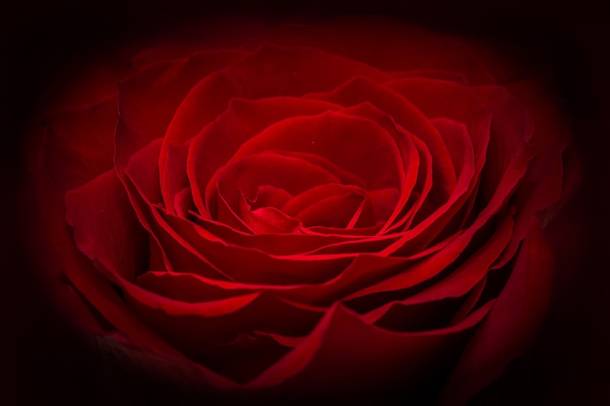 Vörös rózsa
Forrás: pixabay.com