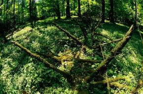 Az Európai Bizottság felszólítására leállítják az őserdőben zajló fakitermelést