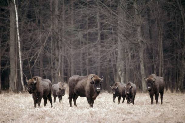 Bialowieski Nemzeti Park
Forrás: WWF