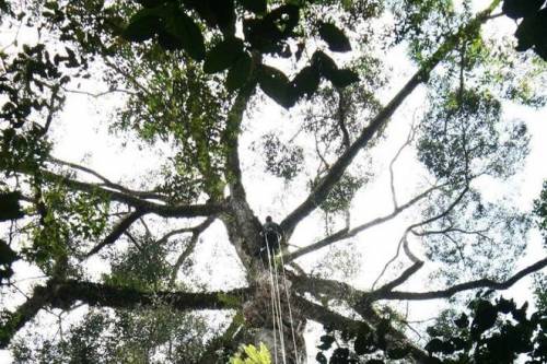 A világ legmagasabb trópusi fáját találhatták meg Malajziában