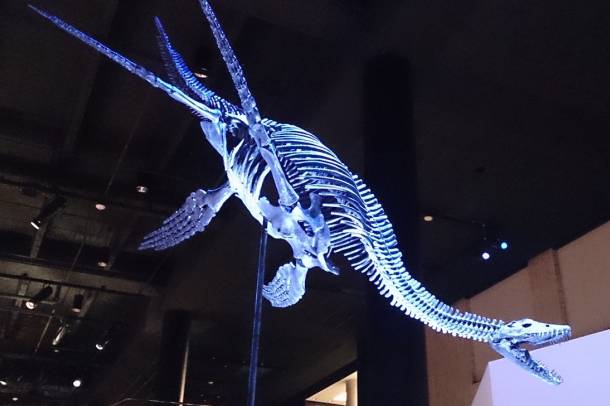 Plesiosaur csontváz
Forrás: en.wikipedia.org