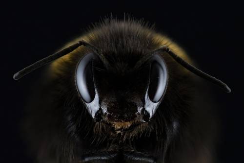 A méhek titokzatos életét megfigyelő program kezdődött Londonban