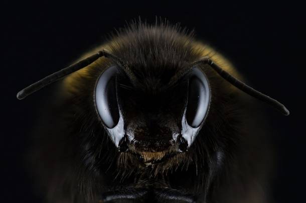 Az érdeklődők megfigyelhetik, hogy visszatér-e az adott méh a teraszukra
Forrás: pixabay.com