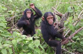 A gorillák jobban boldogulnak a megritkított erdőkben, mint a csimpánzok