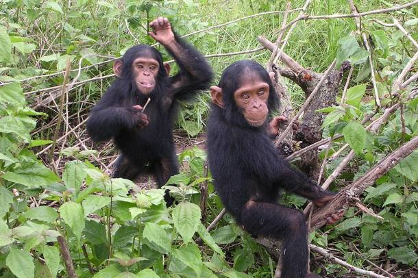Fiatal csimpánzok
Forrás: wikipedia.org
Szerző: Delphine Bruyere