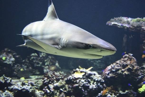 A hatalmas halászhálók évente több tízezer fiatal cápát ölnek meg minden évben
Forrás: pixabay.com