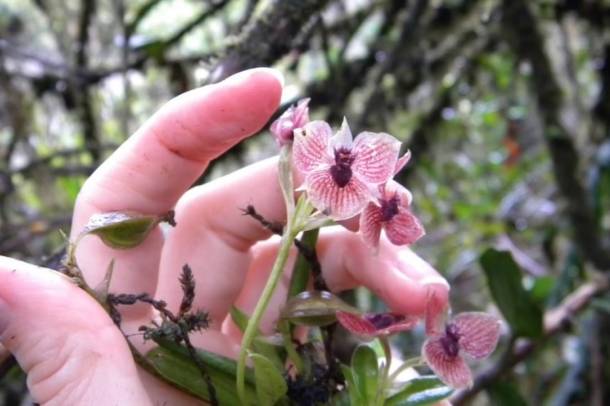 Ördögi feje és karomszerű szirmai vannak a Kolumbiában felfedezett új orchideafajnak
Forrás: youtube.com