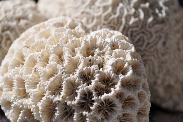  A korallfehéredést a tengervíz hőmérsékletének emelkedése okozza - a kép illusztráció
Forrás: pixabay.com