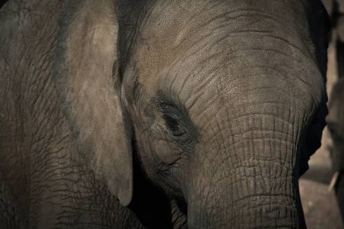 Csökken az illegális elefántvadászat mértéke Afrikában