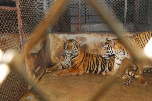 Tigrisek Világnapja: a WWF a tigristenyésztő központok vizsgálatát, a kereskedelmi célú tigrisfarmok bezáratását sürgeti Ázsia szerte