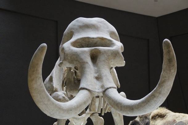 A gyapjas mamutok egyik utolsó csoportja azért halhatott ki, mert nem volt elég ivóvizük 
Forrás: pixabay.com