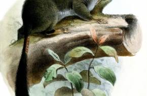 Élő kövületek: Élve még sosem tanulmányozott, 49 millió éves afrikai mókusfaj génjeit sikerült megvizsgálni