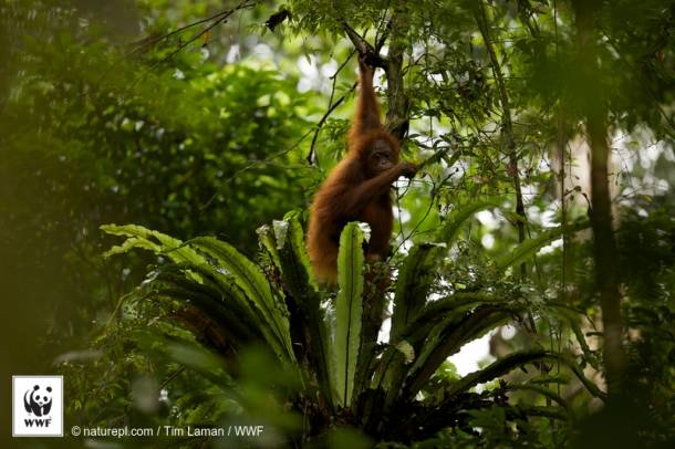 Orangután
Forrás: WWF
Szerző: Tim Laman