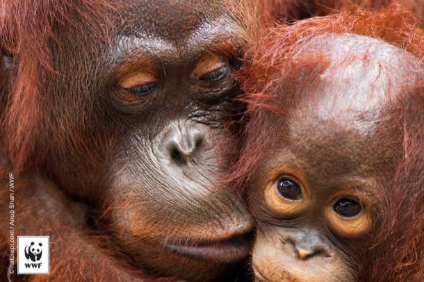 Orangutánok: A borneói Lady Di és kölyke, La Betty
Forrás: WWF
Szerző: Anup Shah