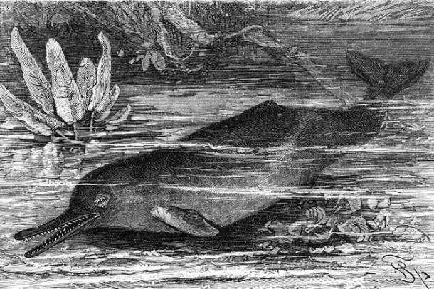 Dél-ázsiai folyami delfinek Platanista gangetica)
Forrás: wikipedia.org