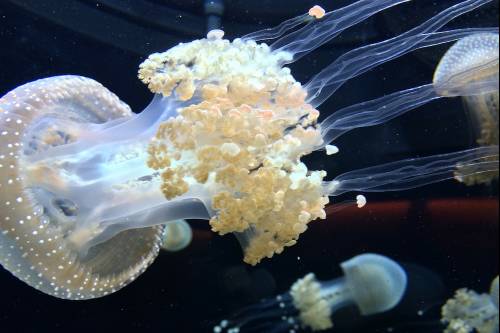 A telihold és a meleg tengervíz vonzza tömegével a medúzákat az izraeli partokhoz