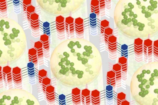 Egy vezetőképes polimer (zöld) van kialakítva egy hexagonális váz kis lyukaiban (piros és kék), együtt dolgoznak hogy elektromos energiát tároljanak gyorsan és hatékonyan
Forrás: Northwestern University
Szerző: William Dichtel