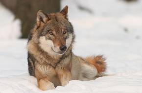 Friss felvételek egy hazai farkas családról: a megfigyelés nyomán kulcsfontosságú információkhoz jutott a Magyarország területén élő farkasokat érintő kutatás