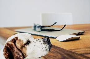Magyar kutatás: a kutyák agya az emberéhez hasonlóan dolgozza fel a beszédet