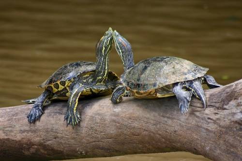 A fővárosi állatkertbe kerülnek a Feneketlen-tóból eltávolított nem őshonos teknősök