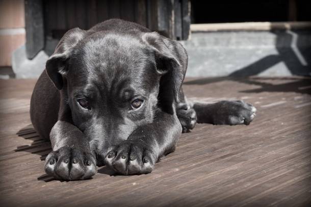 Agonisztikus helyzetben a kutya annak megfelelő méretet kommunikál magáról, amekkora fenyegetettséget észlel
Forrás: pixabay.com
