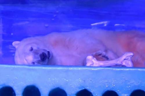Nagy-Britanniában kezdhetne új életet a "világ legszomorúbb jegesmedvéje"