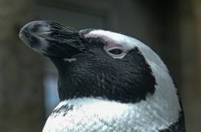Keresik a pápaszemes pingvint, melyet állatvédők loptak ki egy állatkertből
