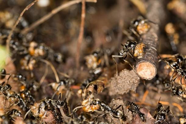 A legtöbb költséget generáló rovarok között van a formózai földalatti termesz (Coptotermes formosanus)
Forrás: wikipedia.org