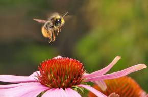 Tizenhat százalékkal csökkent a mézelő méhkolóniák száma