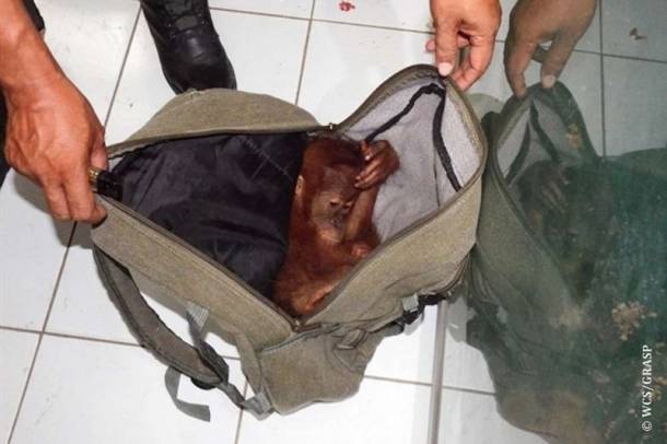 Szomorú látvány - Orangutánbébi a táskában
Forrás: www.janegoodall.hu
Szerző: WCS / GRASP