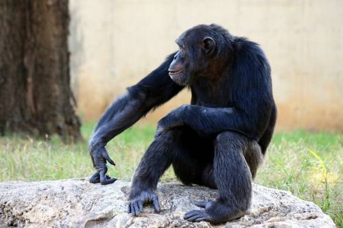 Csimpánzoknak tanították meg a kő-papír-olló játékszabályait japán kutatók