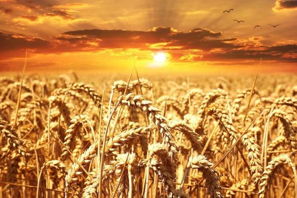 ENSZ-szervezet: a mezőgazdaságnak is tennie kell a káros üvegházhatású gázkibocsátás csökkentéséért
Forrás: pixabay.com