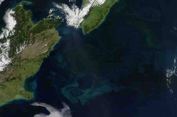 Műholdképen az "algavirágzás" - lásd: szürke zónák a képen
Forrás: victoria.ac.nz 
Szerző: Jeff Schmaltz, MODIS Land Rapid Response Team