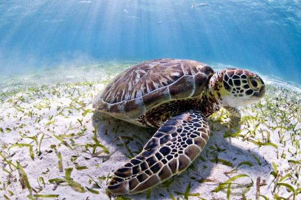 2015 végén Belize nyilvánosan vállalta, hogy megtiltja a mélytengeri olajkitermelést a világörökségi területen
Forrás: WWF