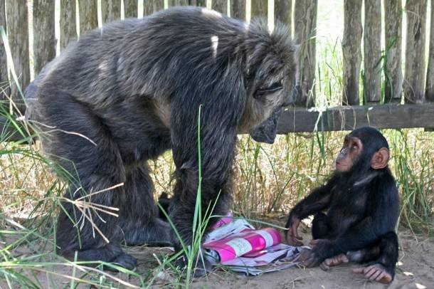 A menedékhely otthona több, mint 150 megmentett, árván maradt csimpánznak
Forrás: Jane Goodall Intézet