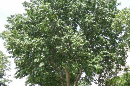 Íme a 2016 évi Év fája verseny győztese, a Jászai Mari tér legszebb platánja