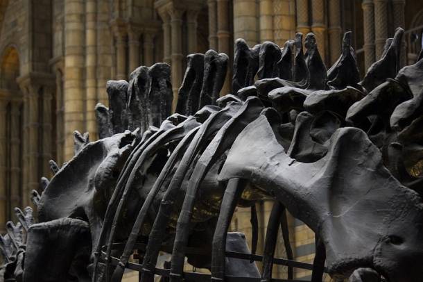 A fosszíliák "mindössze" 240 millió évesek
Forrás: pixabay.com