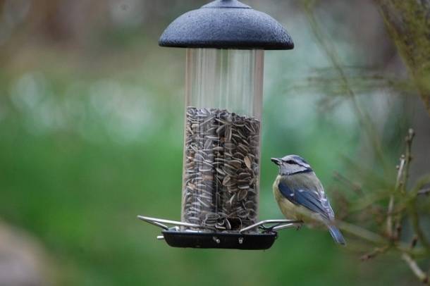 A madarak gyorsan megszokják és számítanak az etetőhelyek táplálékkínálatára
Forrás: pixabay.com