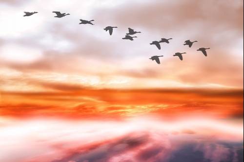 Kiszámolták: Mintegy nyolcmilliárd madár vándorol ősszel az Egyesült Államok légterében