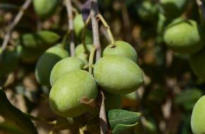 Bioetanol üzemanyagot készítettek olíva-hulladékból izraeli kutatók