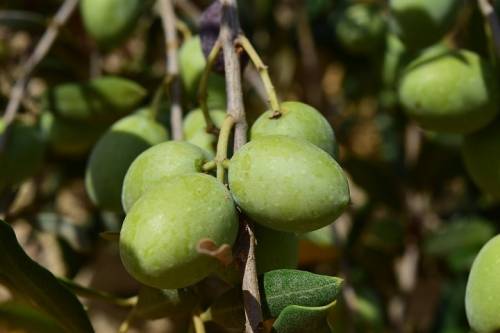 Veszélyben az uniós olívatermelés? - Spanyolországot is elérte az olajfákat tizedelő kór