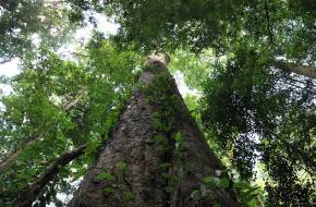 Íme Afrika legmagasabb fája - a Kilimandzsárón bukkantak rá