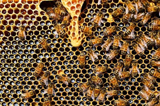 Méhkaptár
Forrás: pixabay.com
