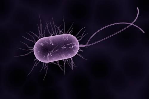 Veszélyes, az antibiotikumoknak ellenálló baktériumokat találtak a szmogban