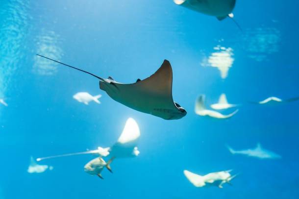 A Földközi-tenger cápa- és rájafajainak több mint felét a kihalás veszélye fenyegeti, fő ok a túlhalászat
Forrás: pixabay.com
