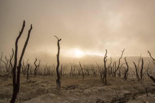 Az aszály 102 millió fát pusztított el Kaliforniában