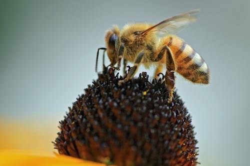 Eldőlt: a méheknek is lesz világnapjuk