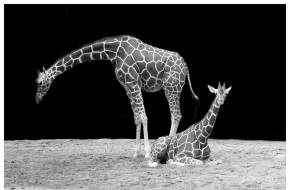 A kihalás innen már csak egy lépés: A zsiráf hivatalosan is felkerült a Természetvédelmi Világszövetség Vörös listájának fenyegetett fajai közé