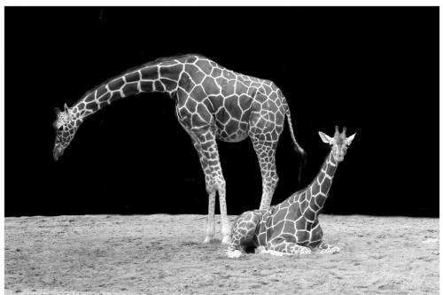 A kihalás innen már csak egy lépés: A zsiráf hivatalosan is felkerült a Természetvédelmi Világszövetség Vörös listájának fenyegetett fajai közé